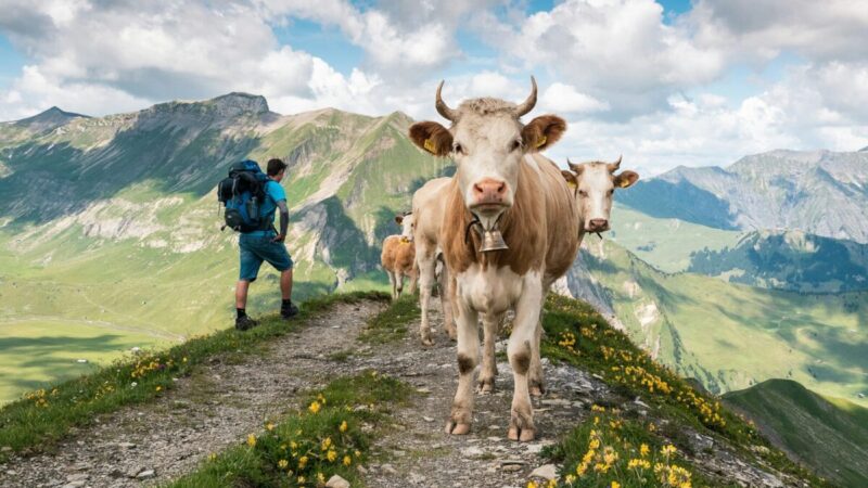 Holy Cow, Switzerland!